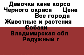 Девочки кане корсо. Черного окраса.  › Цена ­ 65 000 - Все города Животные и растения » Собаки   . Владимирская обл.,Радужный г.